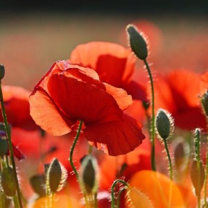 adonyig-poppies-3446714 800